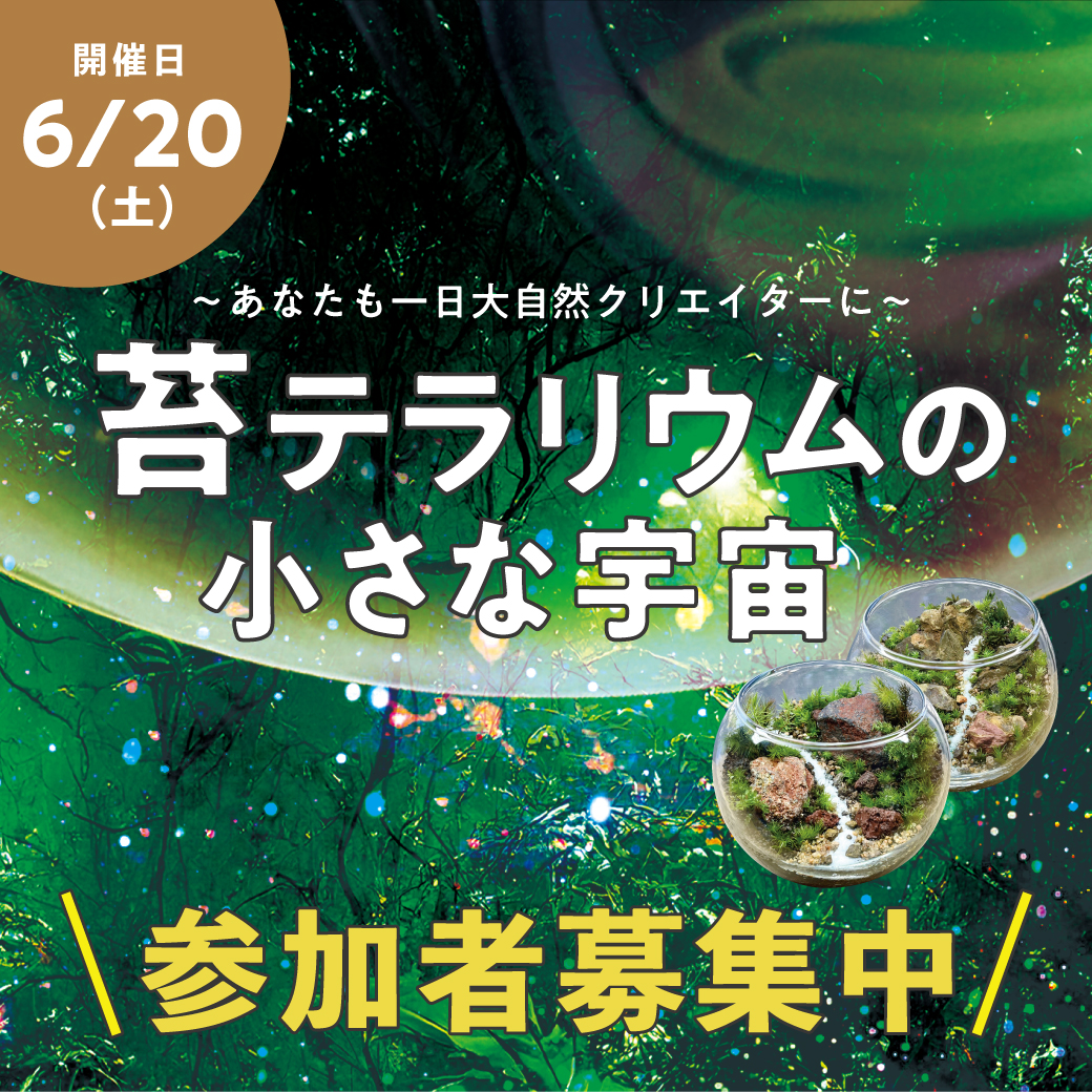 苔テラリウムの小さな宇宙
