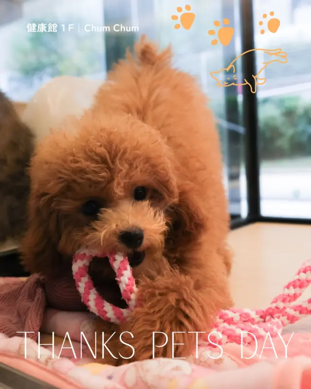 11月22日は、THANKS PETS DAY💐🐾

日頃、家族の一員として癒しを与えてくれるペットたち🐶🐱
ペットショップ「Chum Chum」で、感謝の気持ちを表してみませんか🎁

寒い季節に大活躍な、ワンちゃんのお洋服👕
ネコちゃんには、カラフルなおもちゃが大人気🧸✨
いつもより少し特別なおやつもたくさん揃っています🍪

わからないことは、スタッフのみなさんが親切に教えてくれます☘

さらに、11月22日にご来店 ＆ Chum Chum須磨店のアカウント（@chumchum_suma）をフォローしていただいたお客様限定🎁

お買い物用品1点を10%OFFいたします！（生体は除く）

ずっと健康で長生きしてほしいから…🐾
大切なペットへの贈り物は、ぜひ「Chum Chum」で✨

＊＊＊
Chum Chum
📍健康館１Ｆ
🕰️10:00〜20:00

#須磨パティオ
#chumchum須磨店
#thankspetsday
#ペットのいる生活